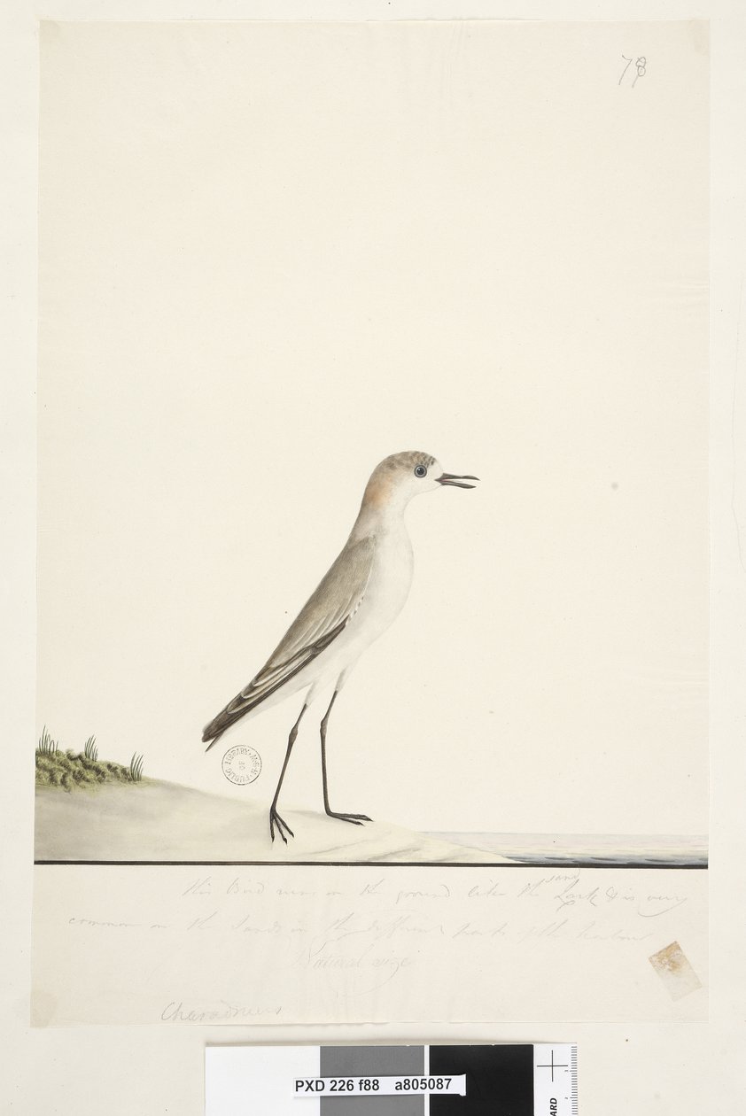Page 88. Charadrius. sous la ligne de cadre dans une autre main Cet oiseau court sur le sol comme l