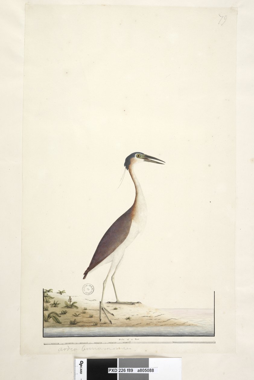 Page 89. Ardea ..?.. Héron de nuit Nankeen, Nycticorax caledonicus, 1791-92 - Unknown artist
