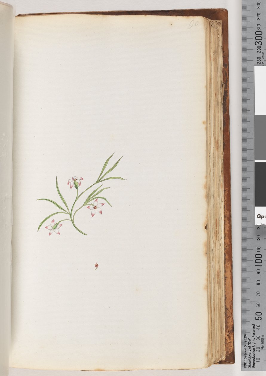 Page 90. Plante non identifiée - Unknown artist