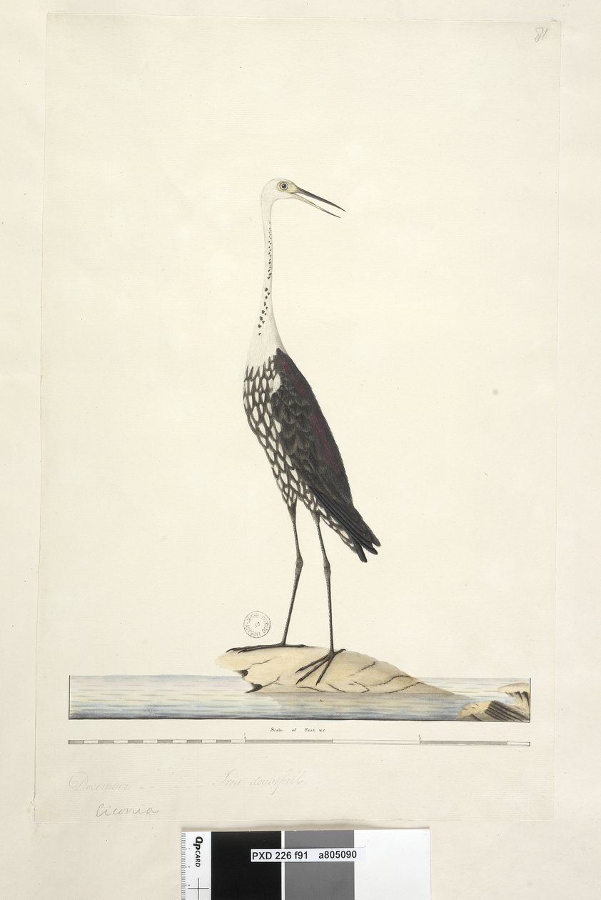 Page 91. Ciconia. au-dessus du titre dans une autre main décembre, iris douteux Héron à cou blanc Ardea pacifica Notophoyx pacifica, 1791-92 - Unknown artist