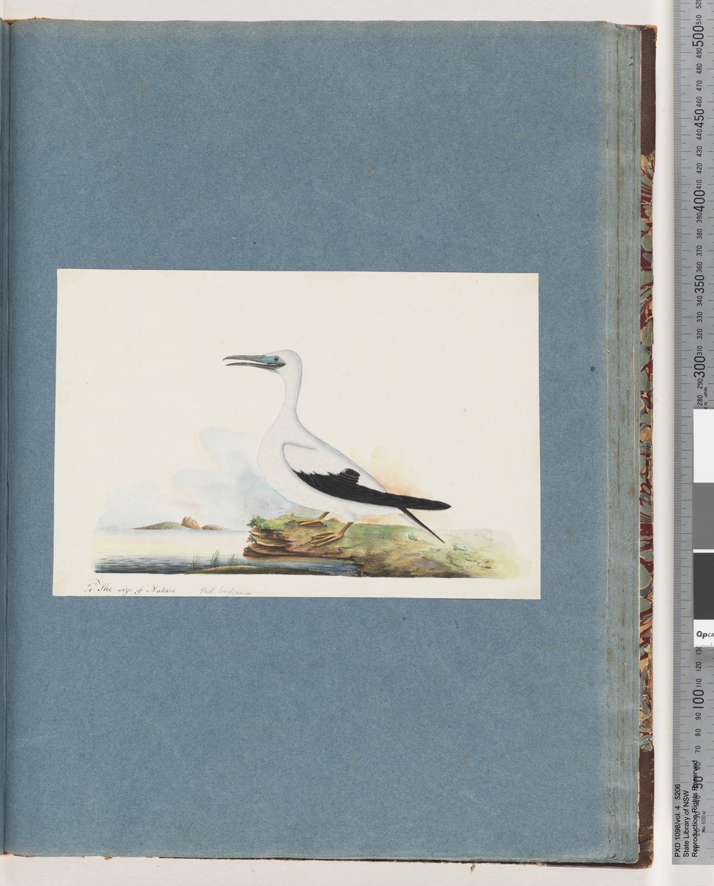 Page 91. Oiseau non identifié. Pel. borssanus - Unknown artist