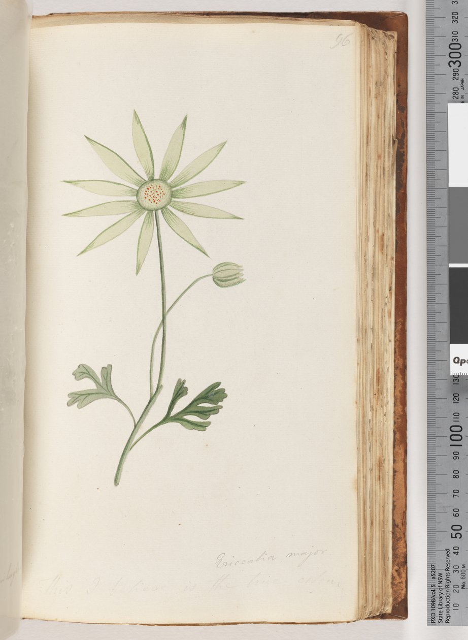 Page 96. Eriocalia major. Je crois que c