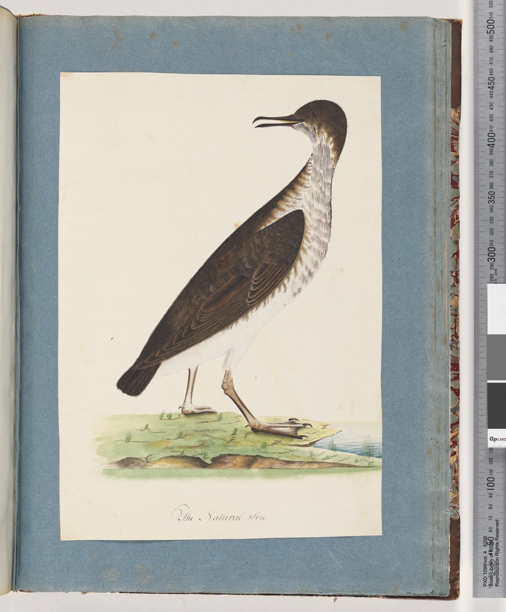 Page 96. Oiseau non identifié - Unknown artist