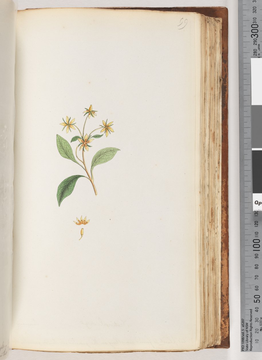 Page 99. Plante non identifiée - Unknown artist