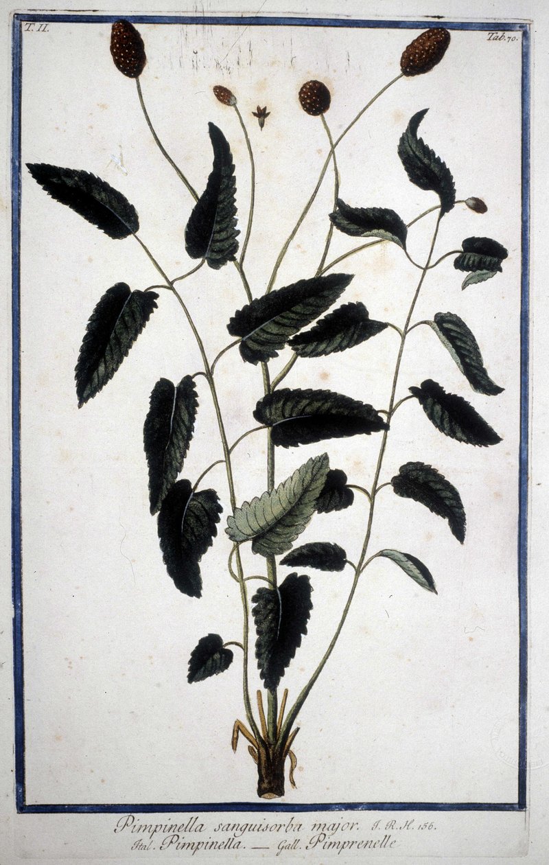 Pimprenelle : Pimpinella Sanguisorba major. - Unknown artist