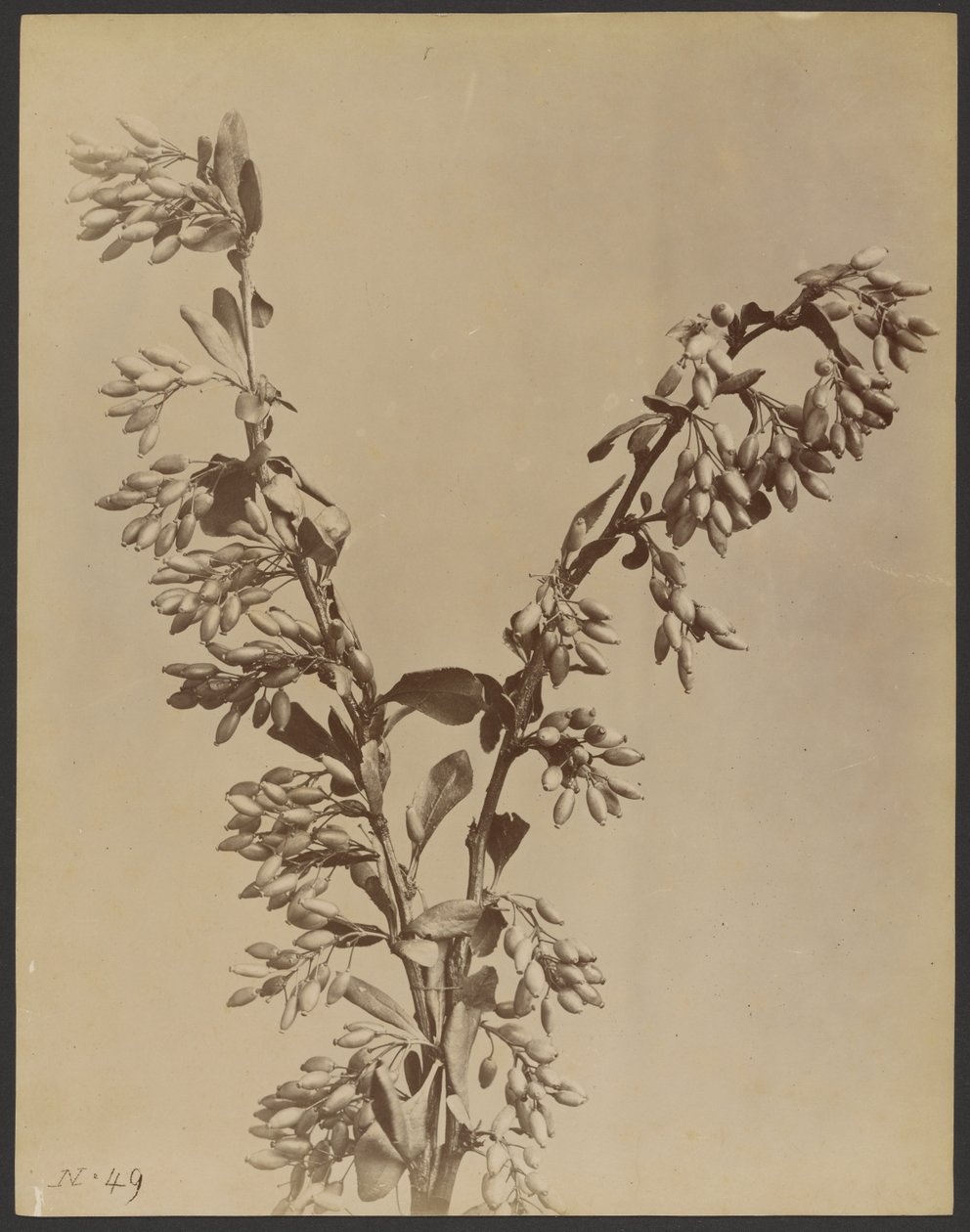 [Plante avec des grappes de gousses] - Unknown artist