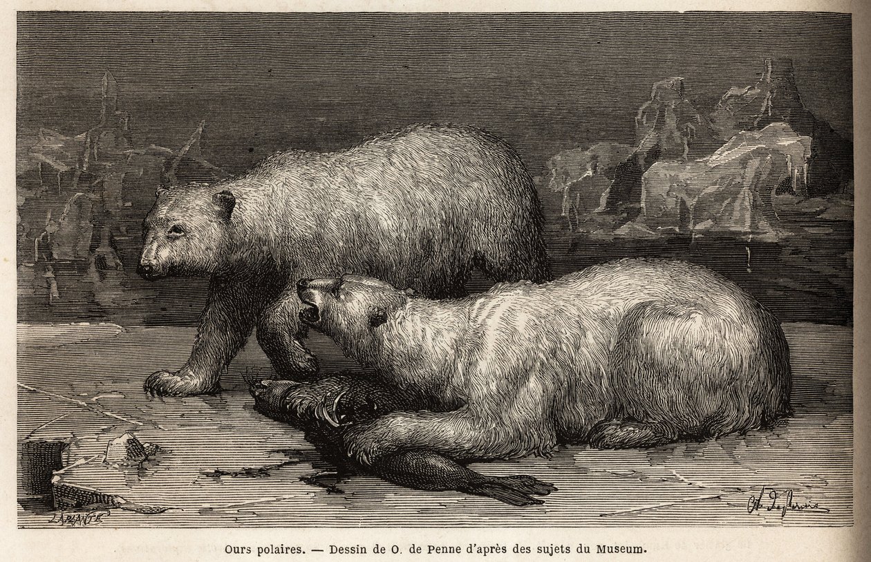 Ours polaires sur la banquise, battant un phoque qu