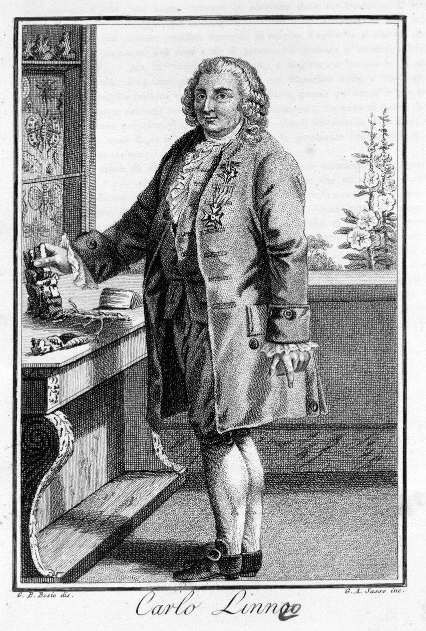 Portrait de Carl Von Linné naturaliste et écrivain suédois (1707 - 1778). Gravure du 19ème siècle - Unknown artist
