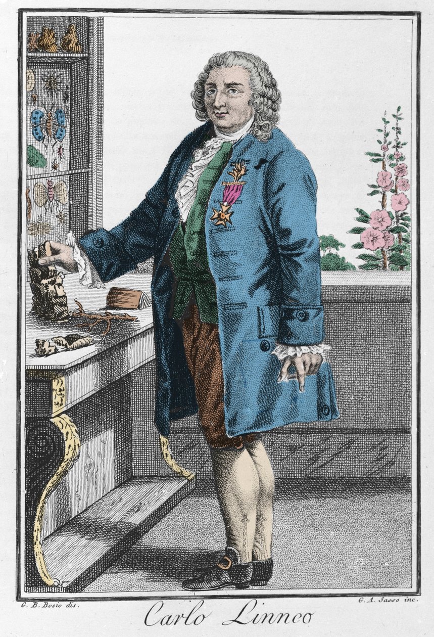 Portrait de Charles Linné (Carl von Linné, Linnéus) - Unknown artist