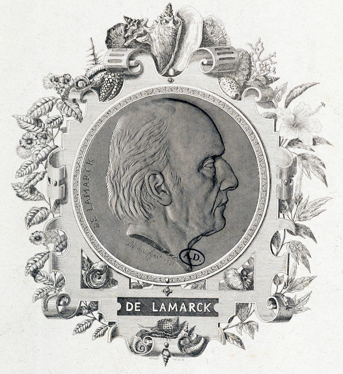 Portrait de Jean Baptiste Lamarck - gravure - Unknown artist