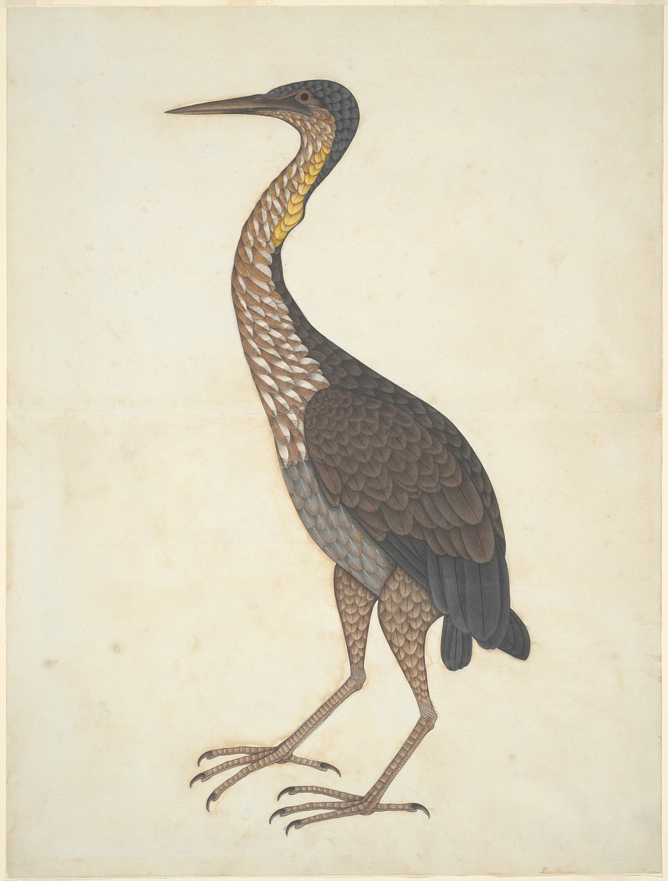 Héron pourpré (Ardea purpurea) - Unknown artist