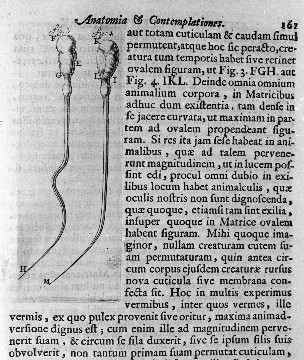 Représentation de spermatozoïdes de chien. Description par le commerçant et scientifique néerlandais Antoine van Leeuwenhoek (1632-1723). Gravure de "Investigatio Arcanorum" 1722 - Unknown artist