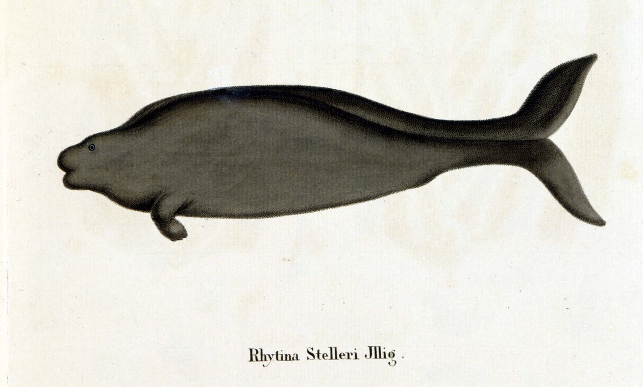 Rhytina Stelleri aussi appelée vache marine de Steller, spécimen disparu au 18ème siècle. - Unknown artist