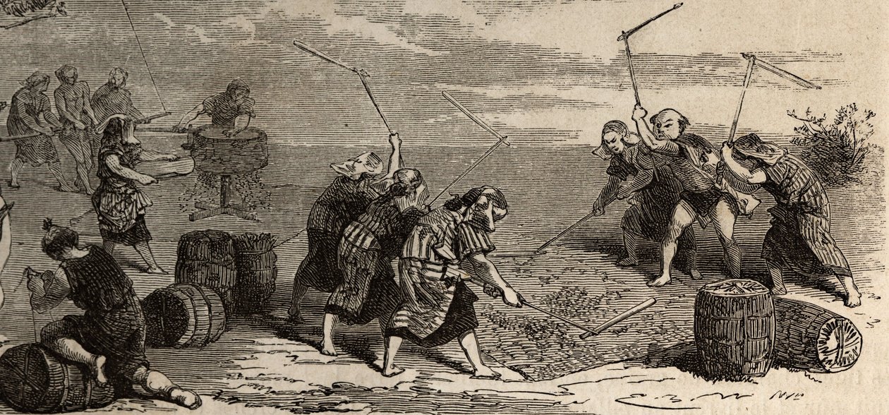 Culture du riz : dernière étape, avec l