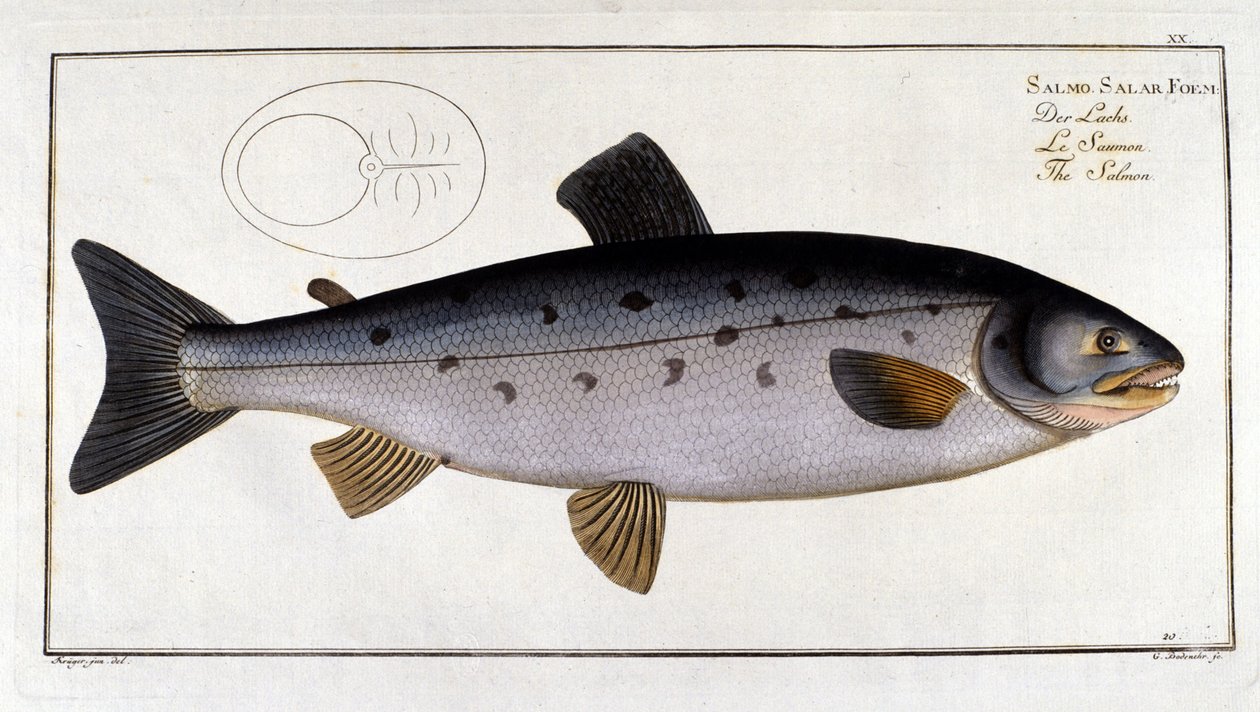 Saumon (Salmo salar) par Marc Elieser Bloch Ichtyologie Paris - Berlin - Londres 1787 - Unknown artist