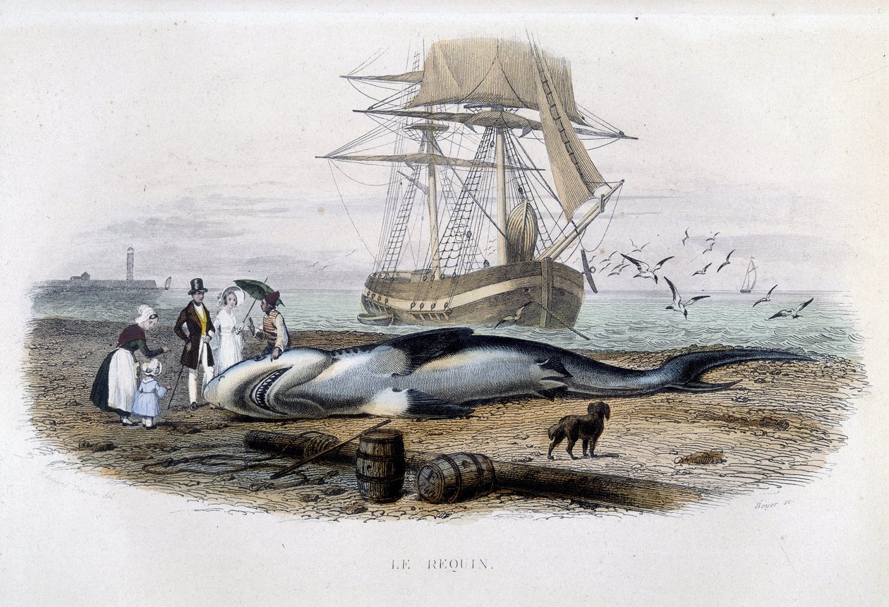 Pêche au requin - dans Histoire naturelle de Lacépède - Unknown artist