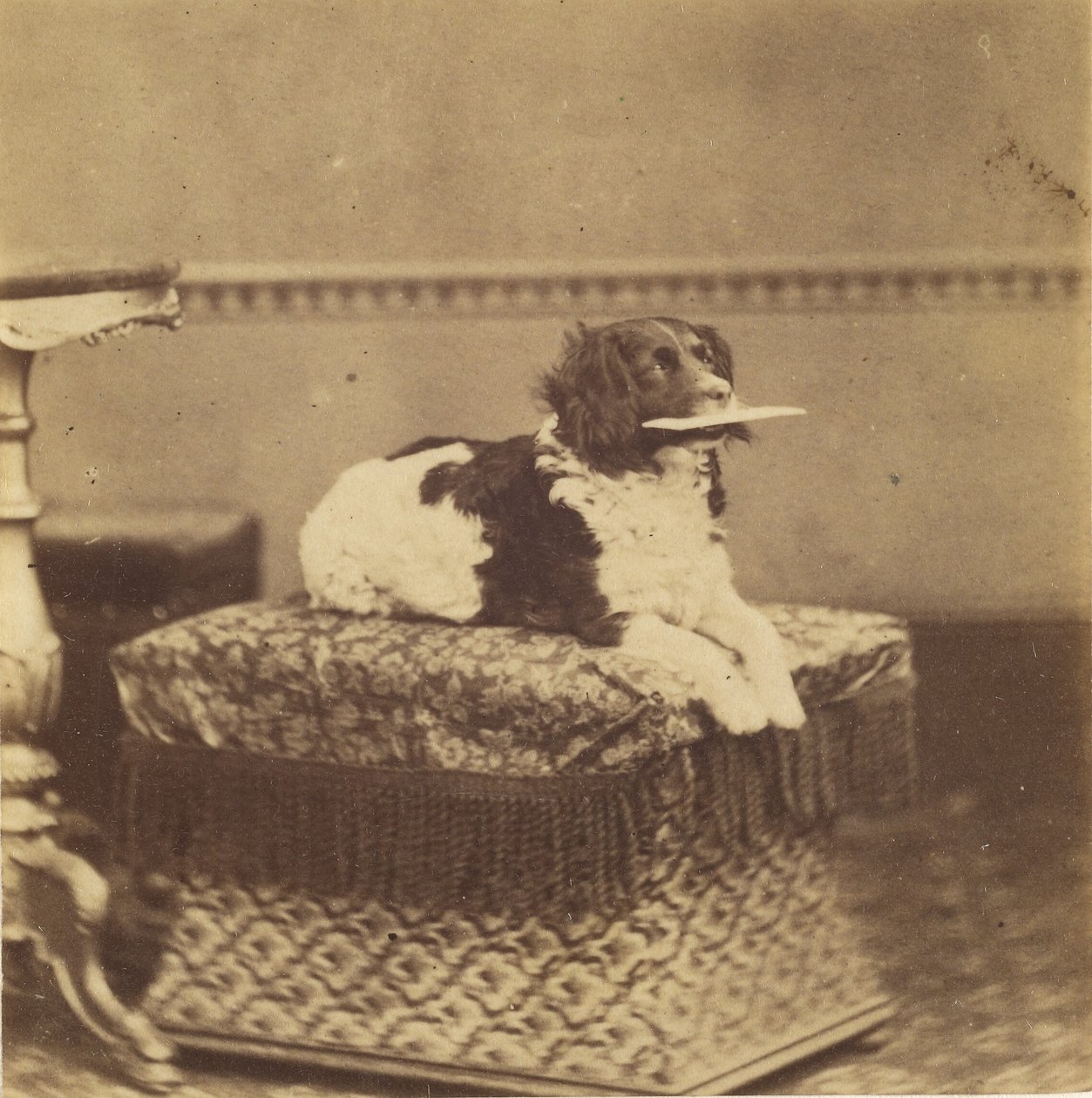[Chien assis avec un paquet dans la bouche] - Unknown artist