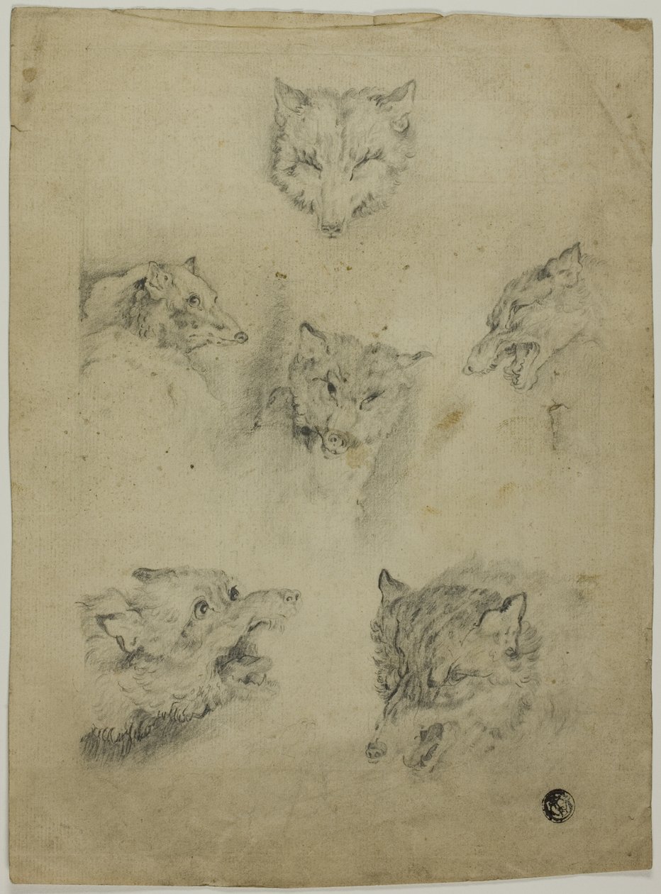 Six croquis de têtes de loup - Unknown artist