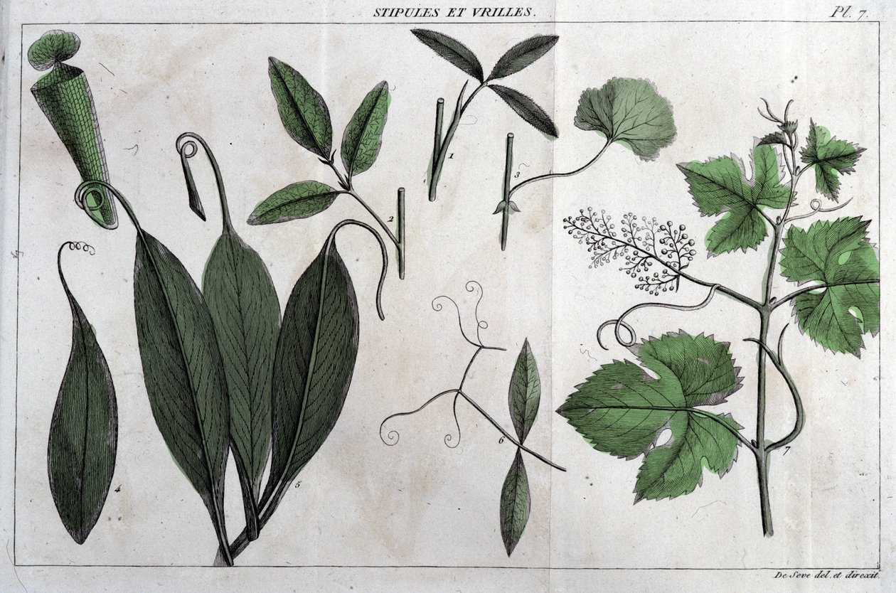 Les stipules et vrilles : dans « Flora Françoise, ou une brève description de toutes les plantes qui poussent naturellement en France, arrangées selon une nouvelle méthode d