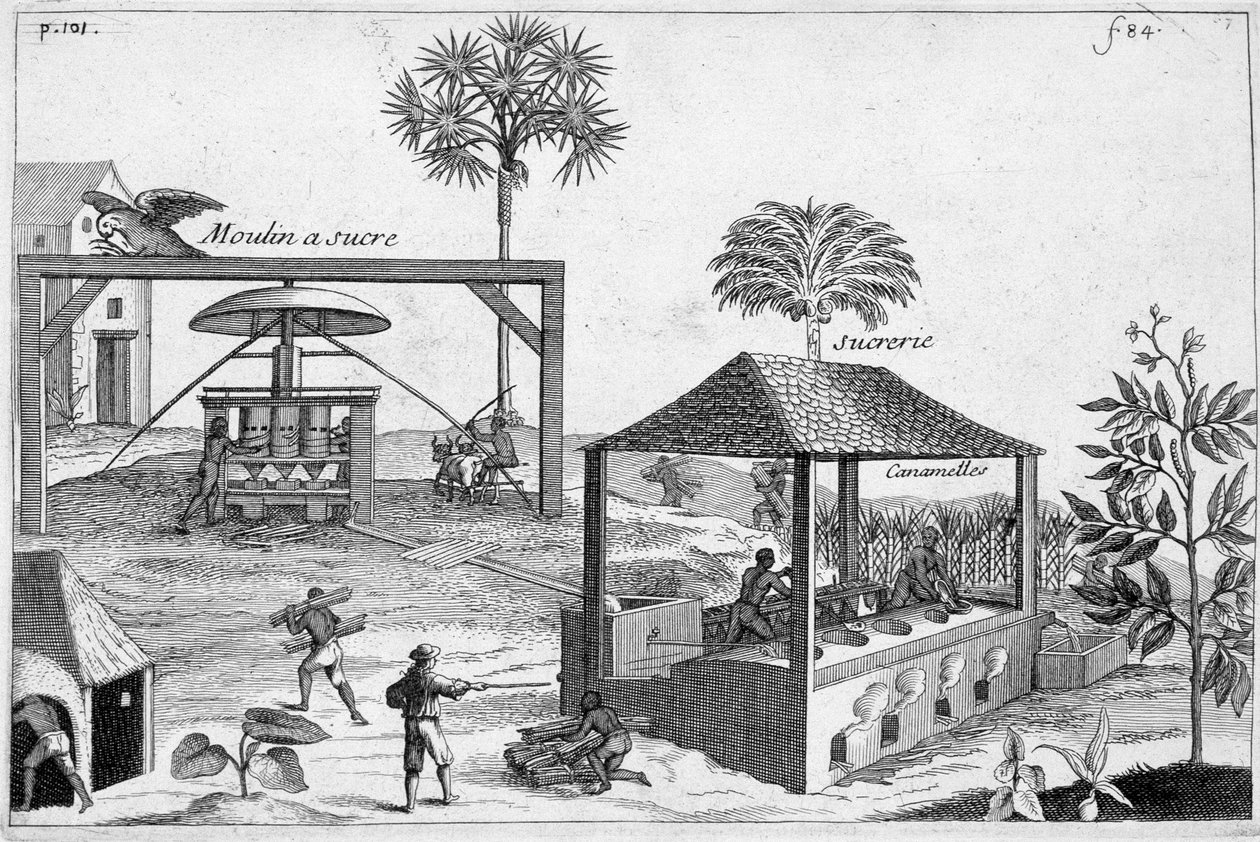 Fabrication du sucre : Moulin à sucre et sucrerie - dans « Histoire générale des drogues, simples et composées » par Pomet - Unknown artist