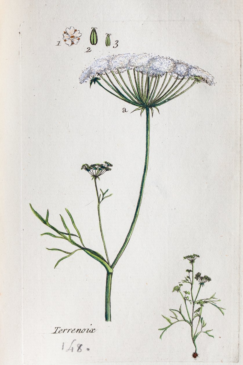 Terrenoix (Terre-Noix, Nox de Terre) - Unknown artist