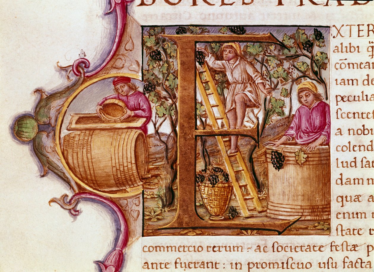 La Récolte Lettrine du manuscrit « Histoire Naturelle » par l