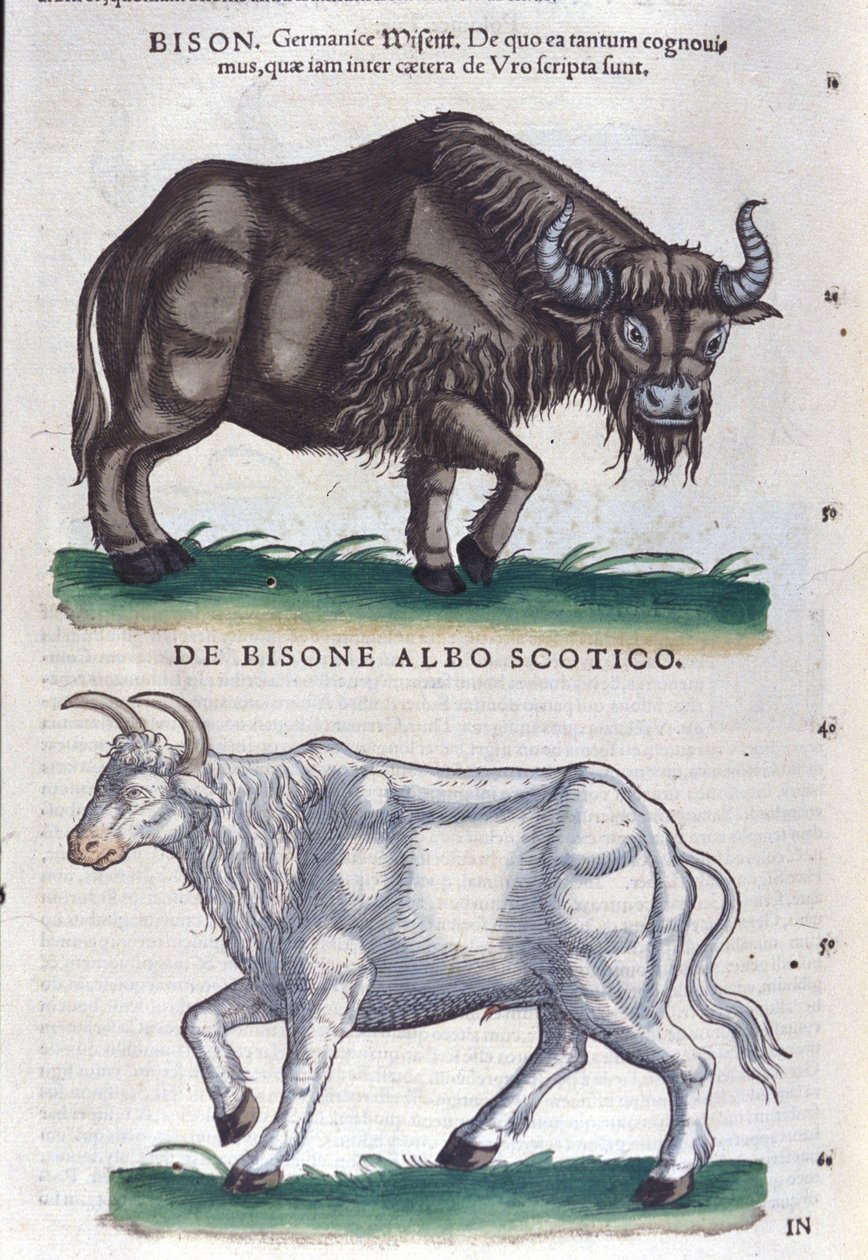 Le bison et le bison blanc d