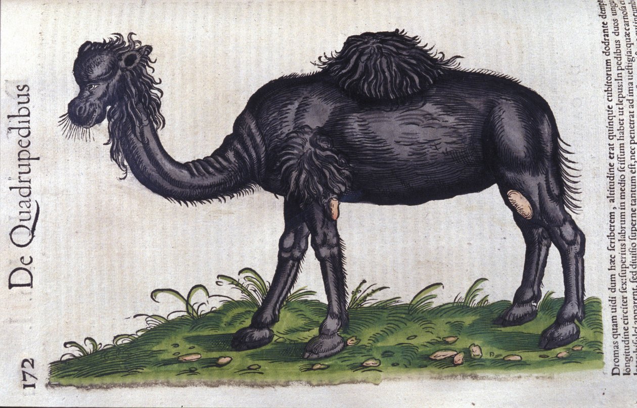Le chameau d