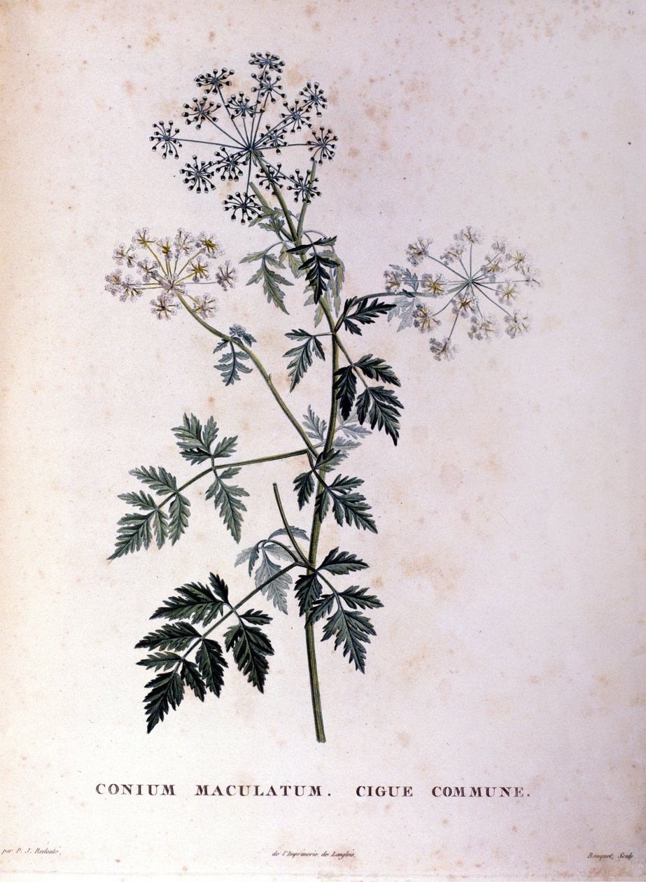 La ciguë commune. Gravure du XVIIIe siècle - Unknown artist