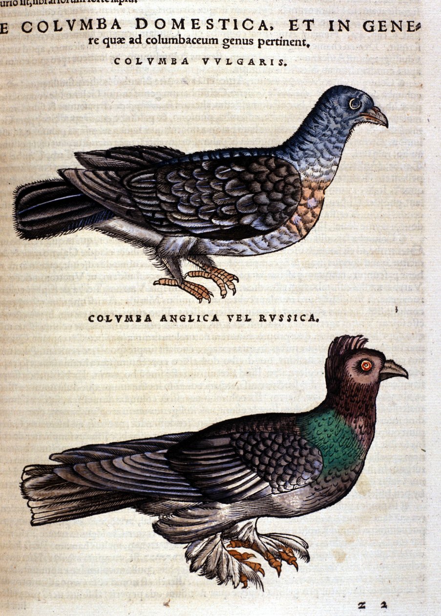 La colombe d