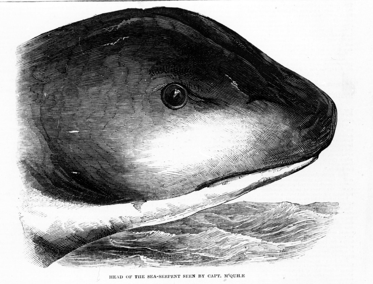 La tête du serpent de mer géant repérée par l