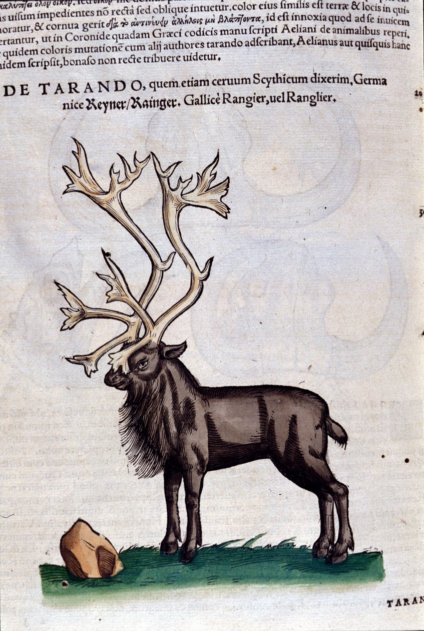Le renne d