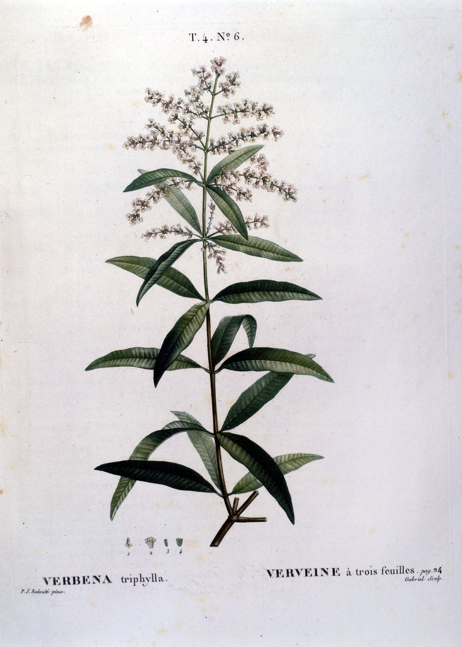 La verveine. Gravure du 19ème siècle - Unknown artist