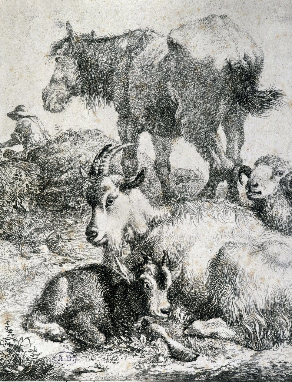 Cheval de trait, chèvre, bouc et bélier - gravure - Unknown artist