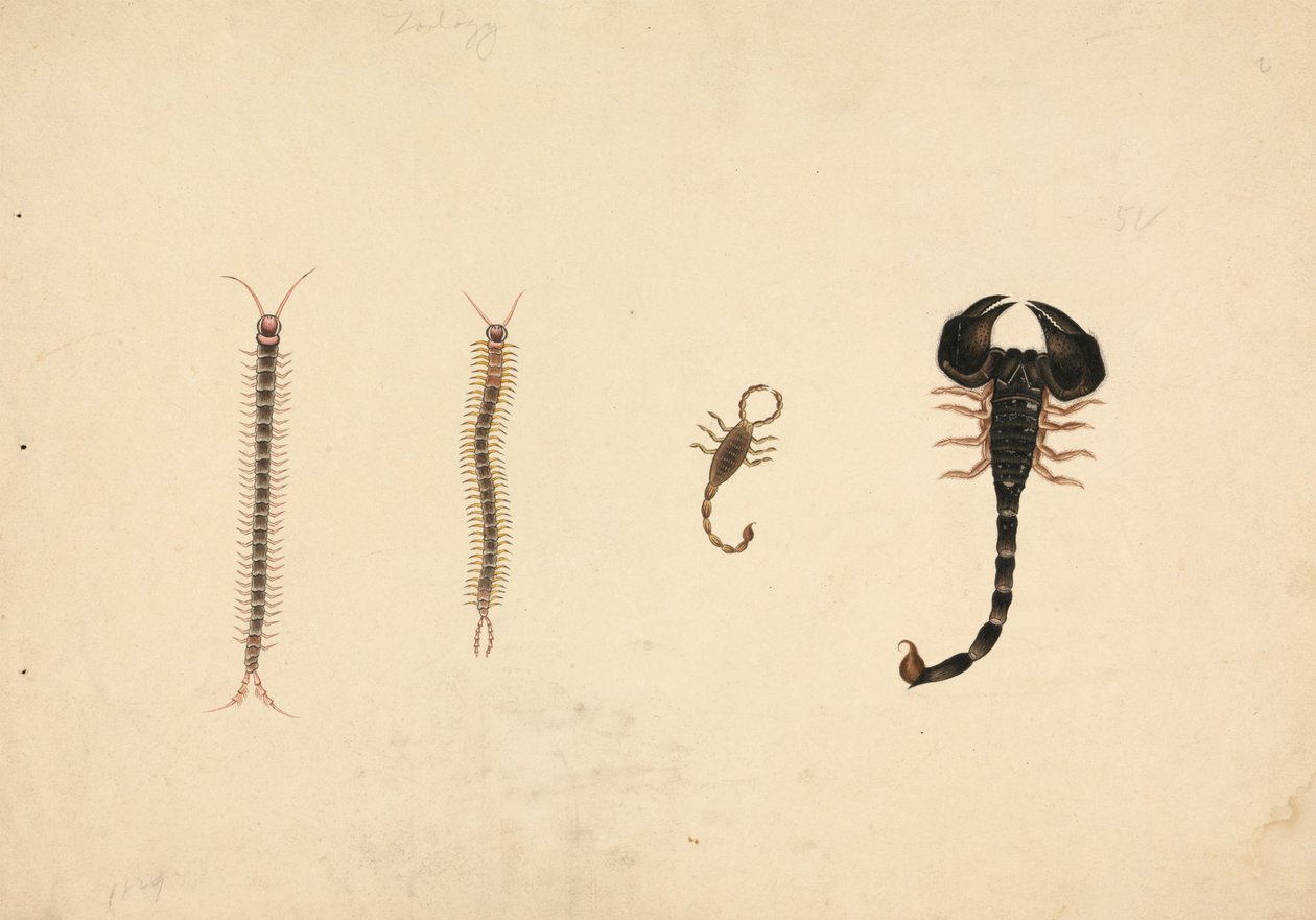 Deux scorpions et deux mille-pattes - Unknown artist