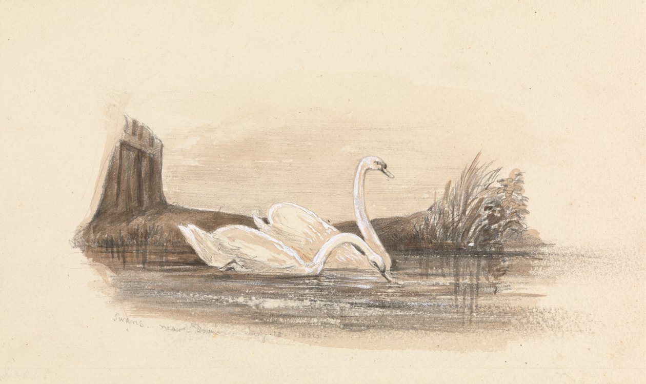 Deux cygnes sur un lac - Unknown artist