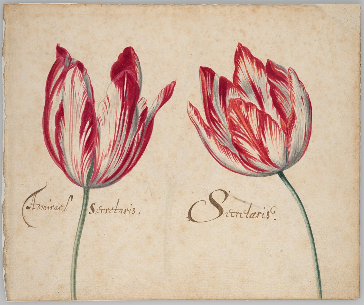 Deux tulipes (recto) ; une tulipe (verso) - Unknown artist