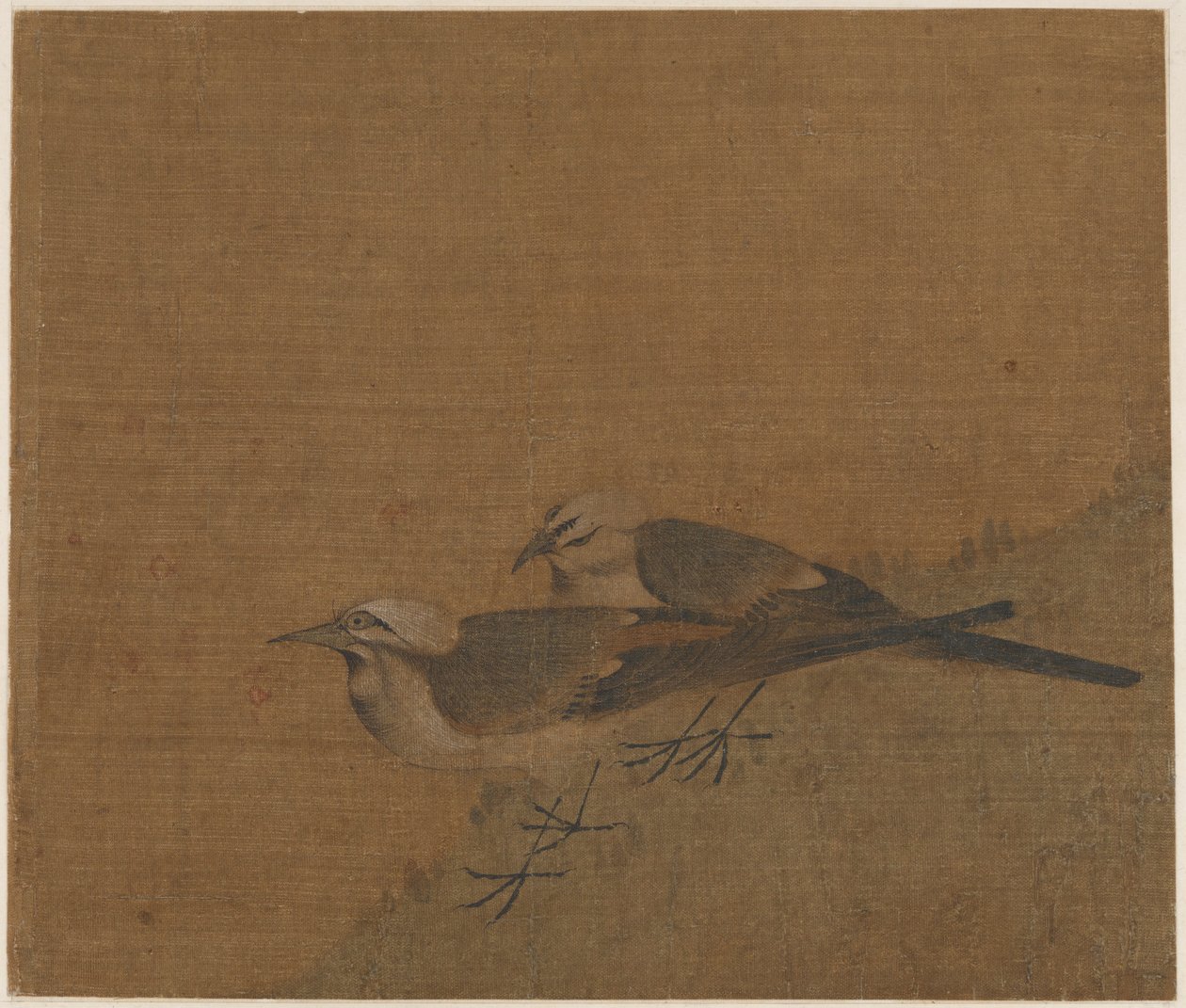 Deux bergeronnettes grises - Unknown artist