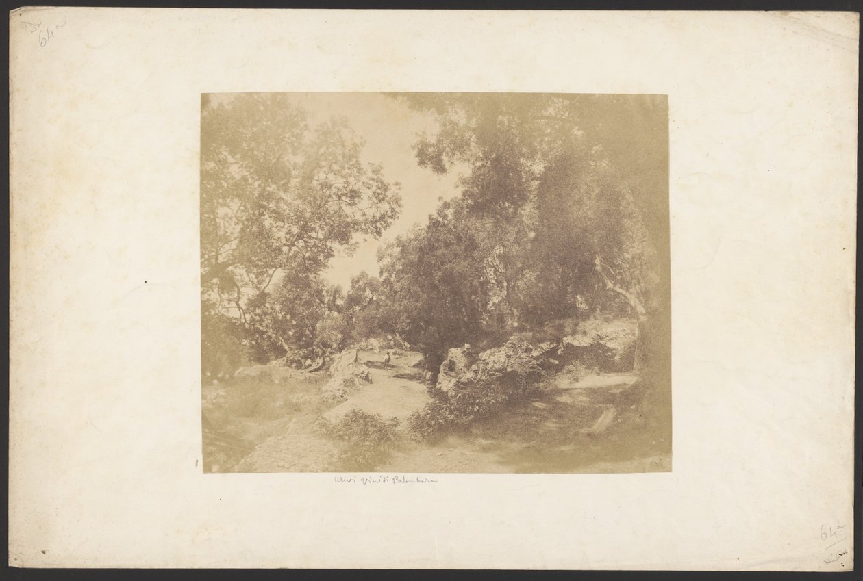 [Ulivi, Via de Palombara]. - Unknown artist