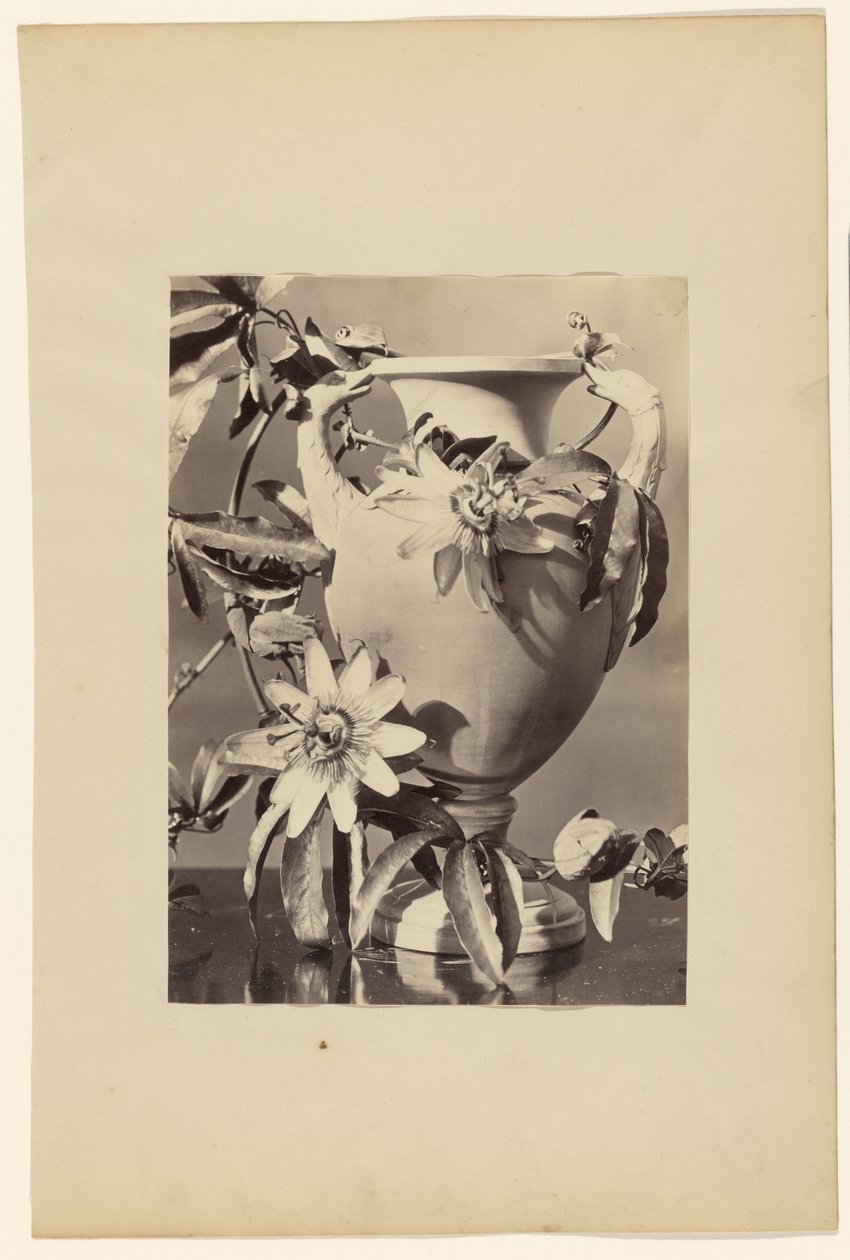 [Vase avec fleurs de la passion] - Unknown artist