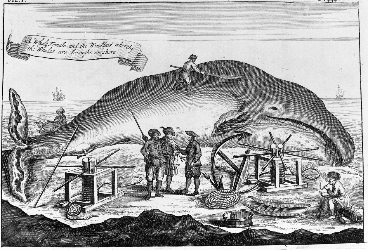 Chasse à la baleine : à terre, le cachalot est nettoyé. Gravure détachée d