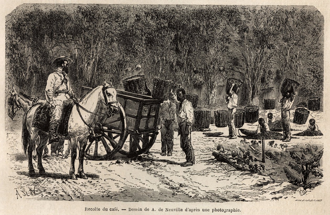 Récolte du café, les hommes ramassent et transportent les lourds paniers remplis de fèves de café, tandis que les enfants nettoient la pulpe qui entoure les fèves de café. Gravure pour illustrer le voyage au Brésil, récit par M. et Mme Agassiz, en 1865-186 - Unknown artist