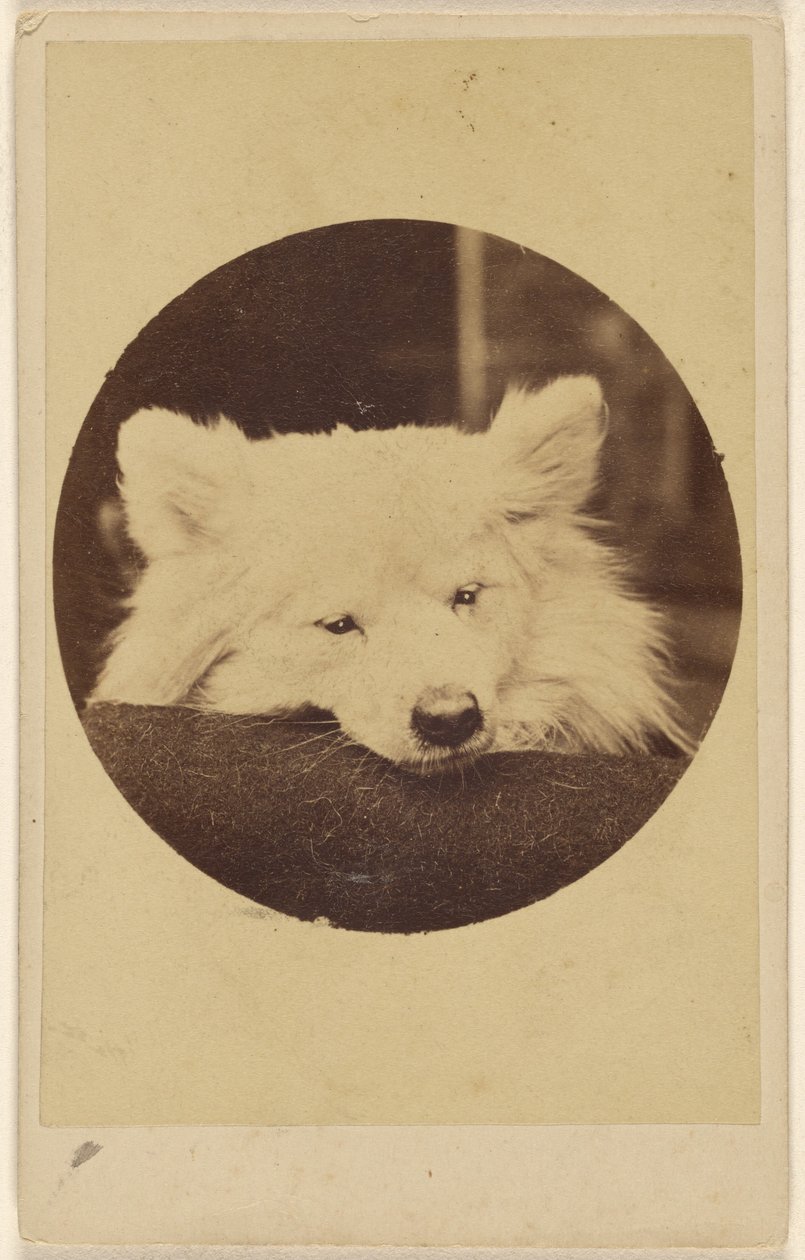 [Chien blanc avec le menton sur un coussin] - Unknown artist