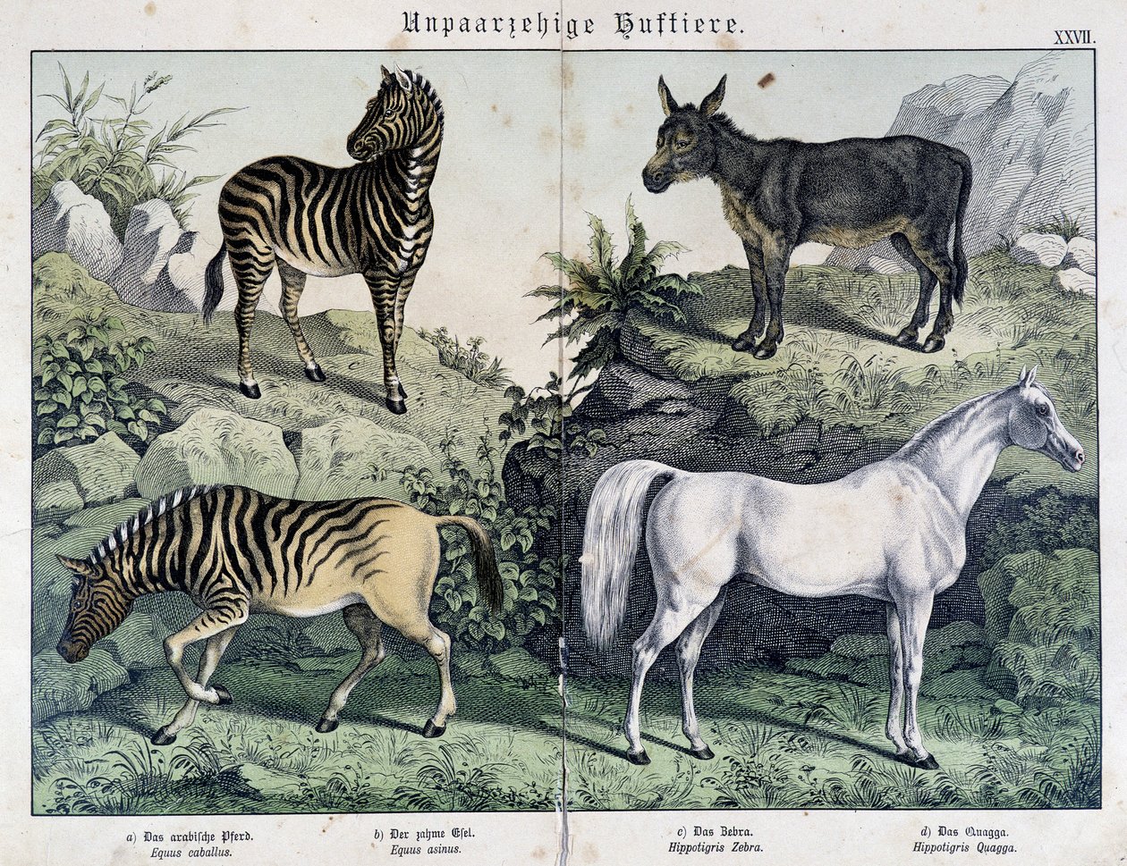 Zèbres, âne et cheval - dans « Histoires naturelles des mammifères », éd. Schreiber - Unknown artist