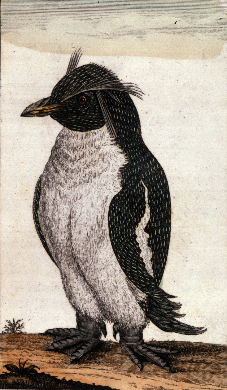 Planche zoologique représentant un oiseau Diomedea de la famille des albatros. Gravure du 18ème siècle - Unknown artist