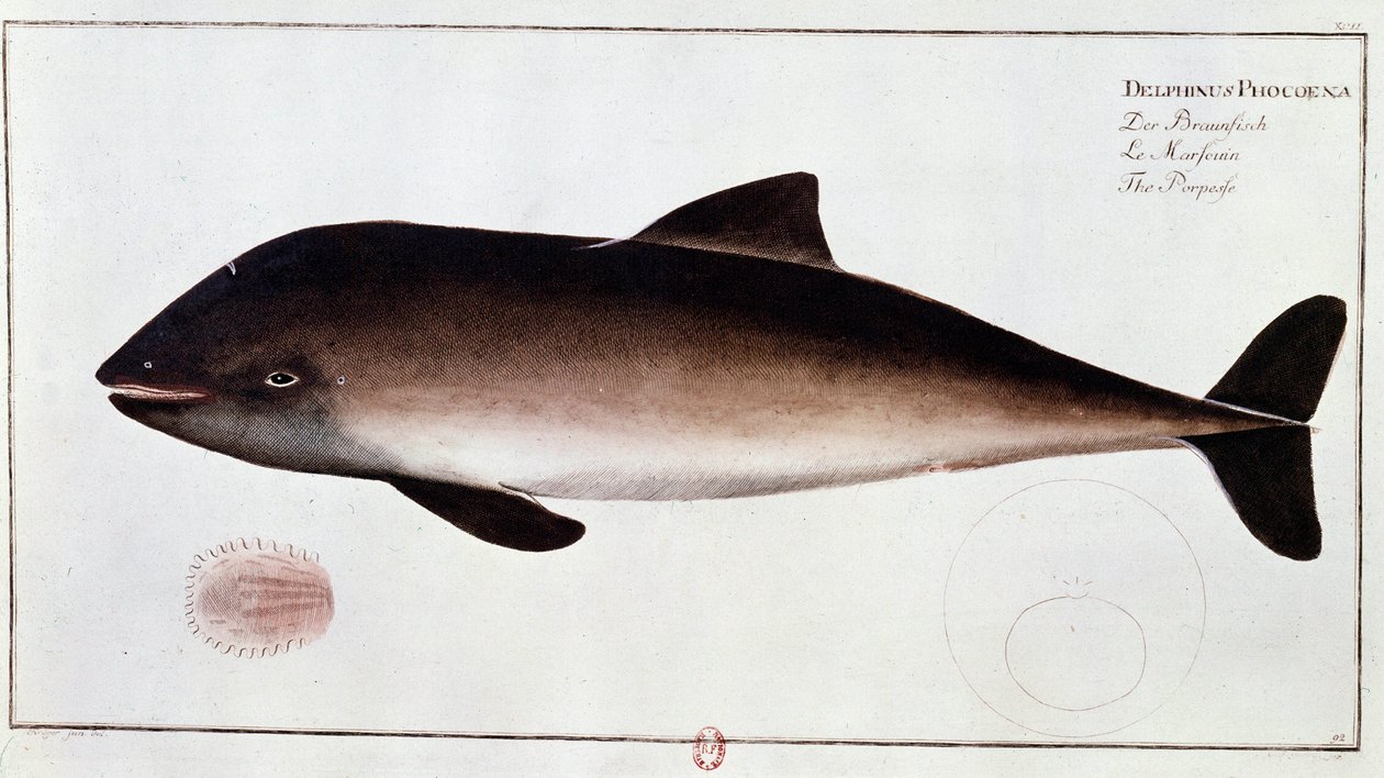 Zoologie : planche représentant un marsouin - Unknown artist