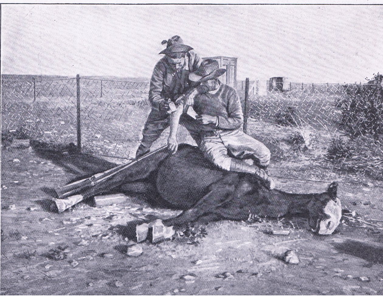 Une évasion étroite. Un éclaireur blessé qui a perdu son cheval, de Après Pretoria : La Guerre des guérillas publiée par Harmsworth Bros Limited - Unknown photographer