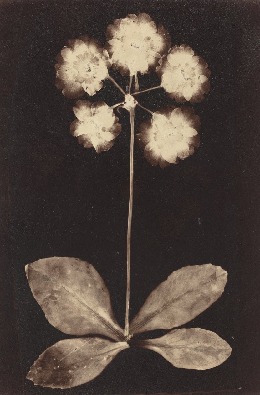 Photogramme botanique, années 1860 (photo) - Unknown photographer