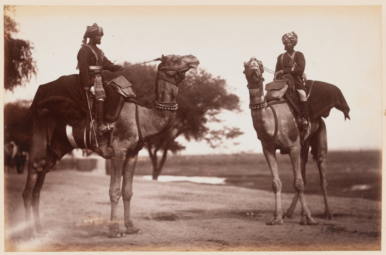 Camel Sowars au camp d