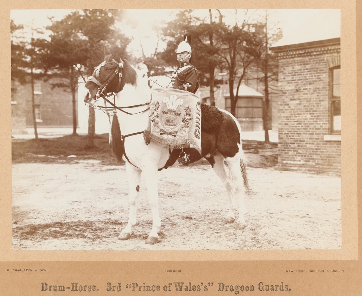 Cheval-tambour, 3e Dragons de la Princesse de Galles, vers 1895 - Unknown photographer